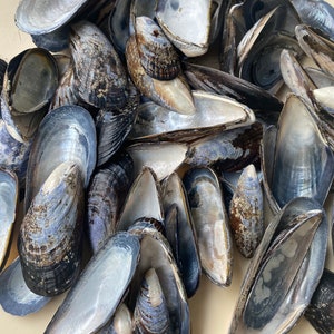 Muschelschalen für Kunsthandwerksprojekte, 8 Unzen lose Muscheln Kalifornien Crafting Muscheln in Schüttgut Lieferungen natürliche Muscheln Muscheln