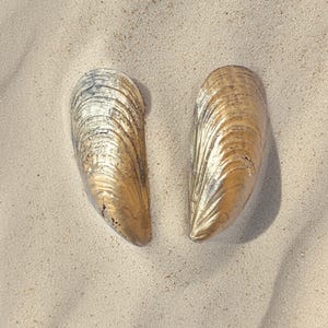 Mussel Shell Earrings Set in Gold or Silver, Handmade Shell Earrings For Women, Natural Shell Earrings Elegant Nautical Jewelry Gift For Her