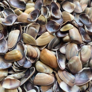Coquina Loose Shells 4oz For Arts and Crafts Supplies California Natural Multicolor Coquina Seashell in Bulk for Crafting Projects