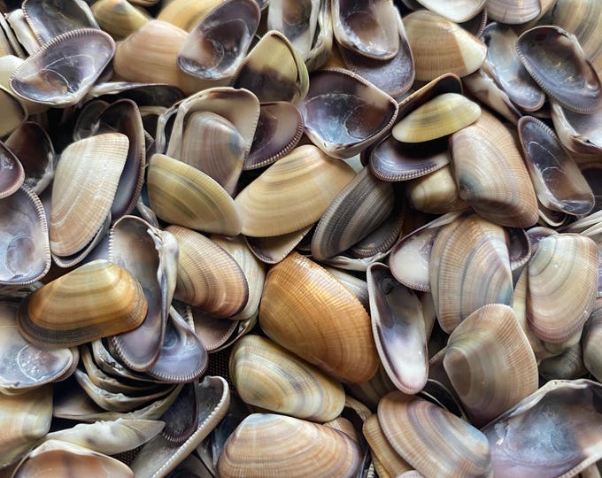 California Turban Spiral Shell Set Unpolished Assorted Sizes, Small Med ...