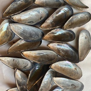 Extra große Muschelschalen für Kunsthandwerksprojekte, Set mit 6 losen Muscheln, die Muscheln in loser Schüttung herstellen, liefern natürliche Muscheln