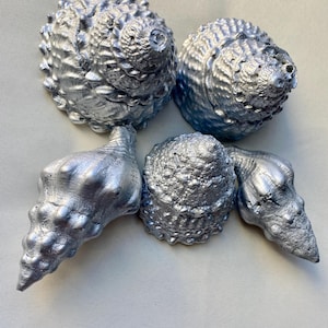 May include: A collection of five natural seashells painted in a metallic silver finish. The shells vary in shape and size, featuring textured, spiraled, and bumpy surfaces. The arrangement includes two large rounded shells and three elongated shells.