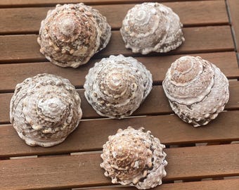 California Turban Spiral Shell Set Unpolished Assorted Sizes, Small Med ...