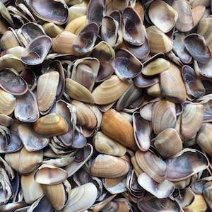 Coquina Loose Shells 8oz For Arts and Crafts Supplies California Natural Multicolor Coquina Seashell in Bulk for Crafting Projects