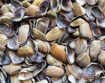 Coquina Seashells: Natural Multicolor Craft Shells, 8oz, Seashells for Art, DIY Crafts, Natural Shells For DIY Projects, Beach Wedding Decor