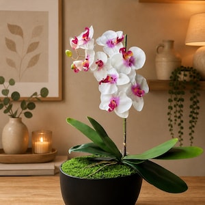 Puede incluir: Una planta de orquídea blanca con detalles en rosa y magenta en una maceta negra y redondeada llena de musgo verde. La planta tiene hojas verdes grandes y está sobre una superficie de madera.