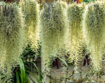 Spanish Moss
