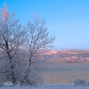 May include: A frosted tree stands in the foreground with a view of a snow-covered mountain range in the background. The sky is a light blue with a pink hue.