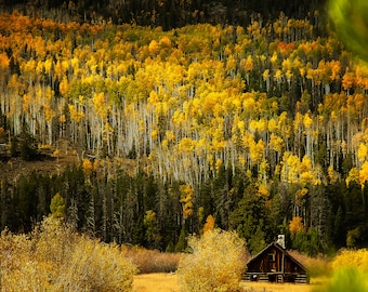 May include: A small wooden cabin nestled in a valley surrounded by a forest of yellow and green trees. The cabin has a brown roof and a wooden door. The trees are in the fall season and the leaves are changing color.