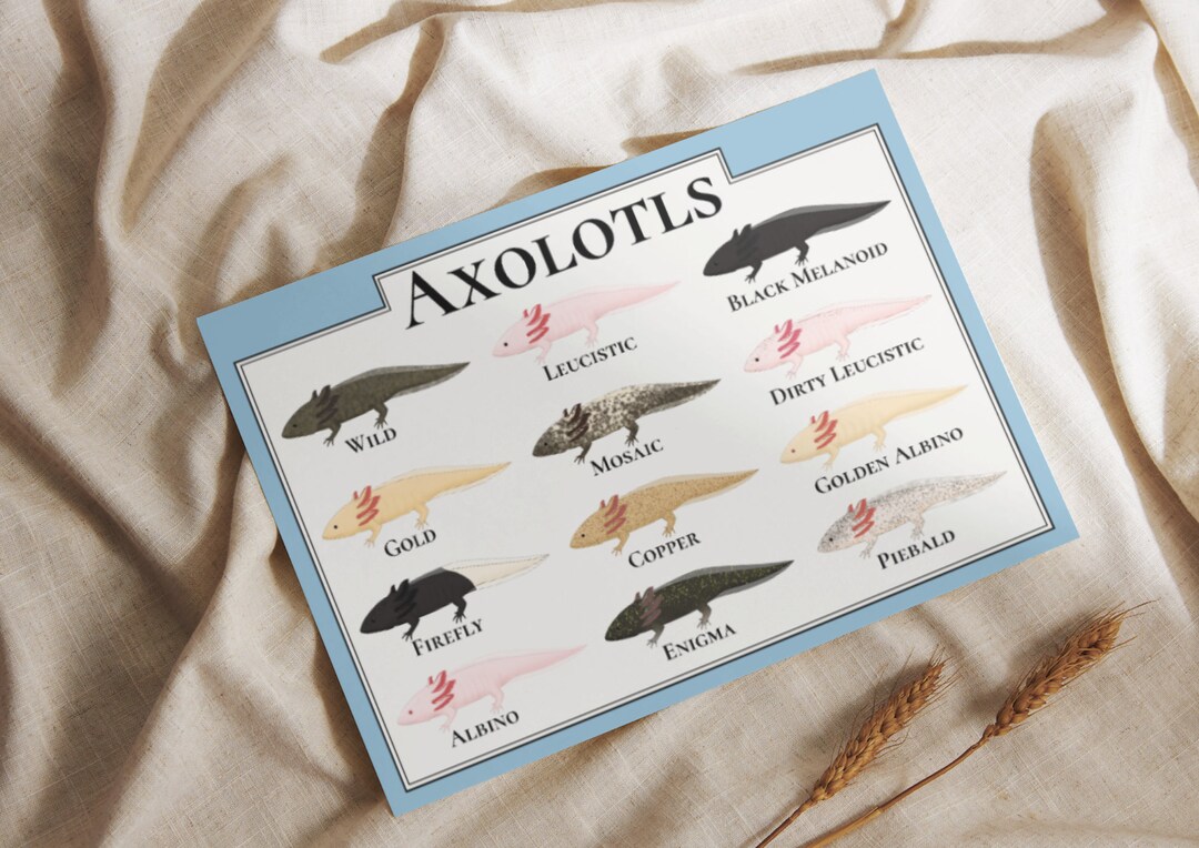 Types of Axolotls Illustration DIGITAL DOWNLOAD - Etsy