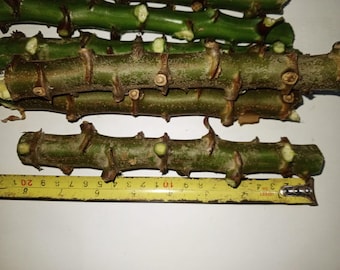 Esquejes vivos de yuca - Tallos de yuca orgánicos frescos para plantar - Manihot Esculenta