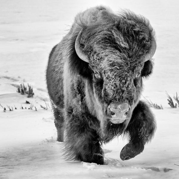 Art Print - Bison in Snow - Wildlife Photography - Rustic Decor Buffalo Print Wall Art Print Bison Yellowstone Mountain Wall Art Cabin Decor