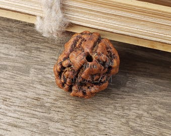 2 mukhi nepali rudraksha, two faces rudraksha orignal rudraksha, lord shiva tears, lab certified rudraksha