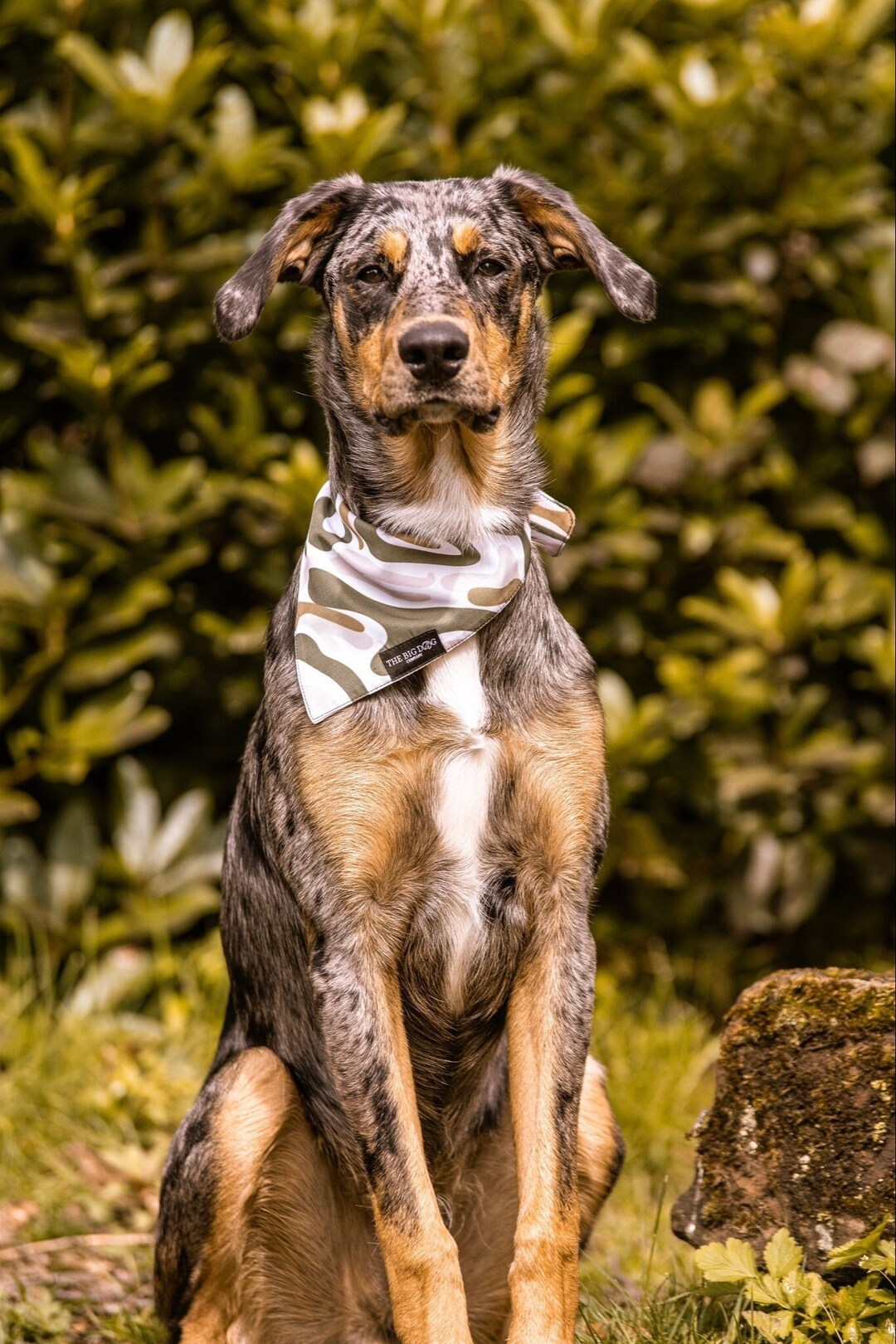 The Big Dog Company L UK Brand L Unique Design & Pattern L Dog Bandana