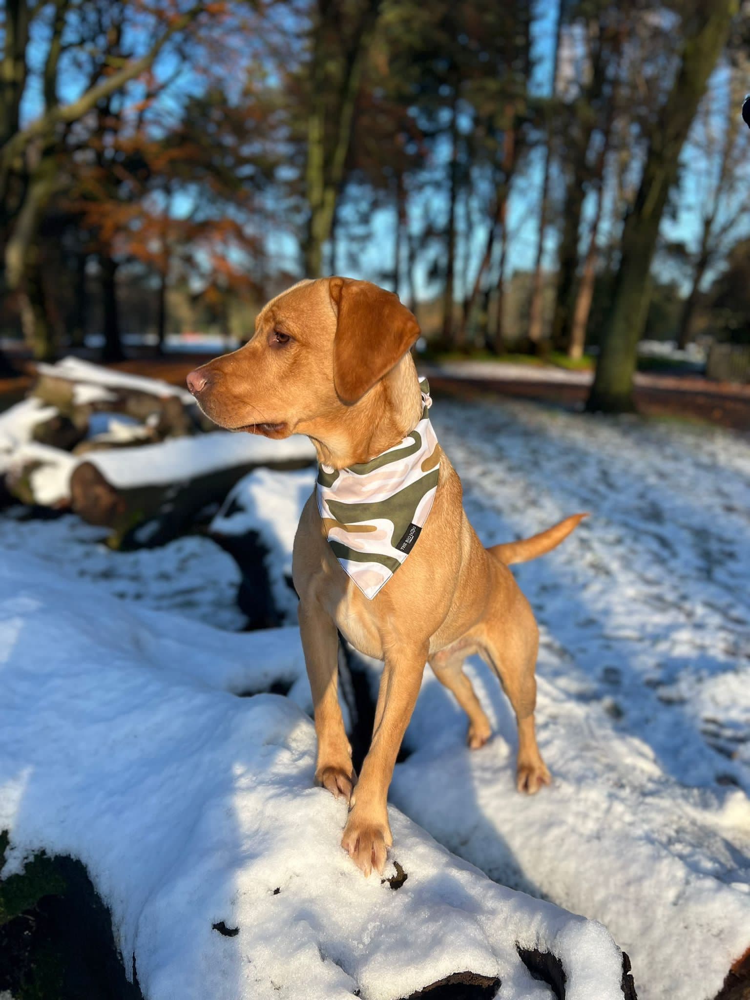 The Big Dog Company L UK Brand L Unique Design & Pattern L Dog Bandana