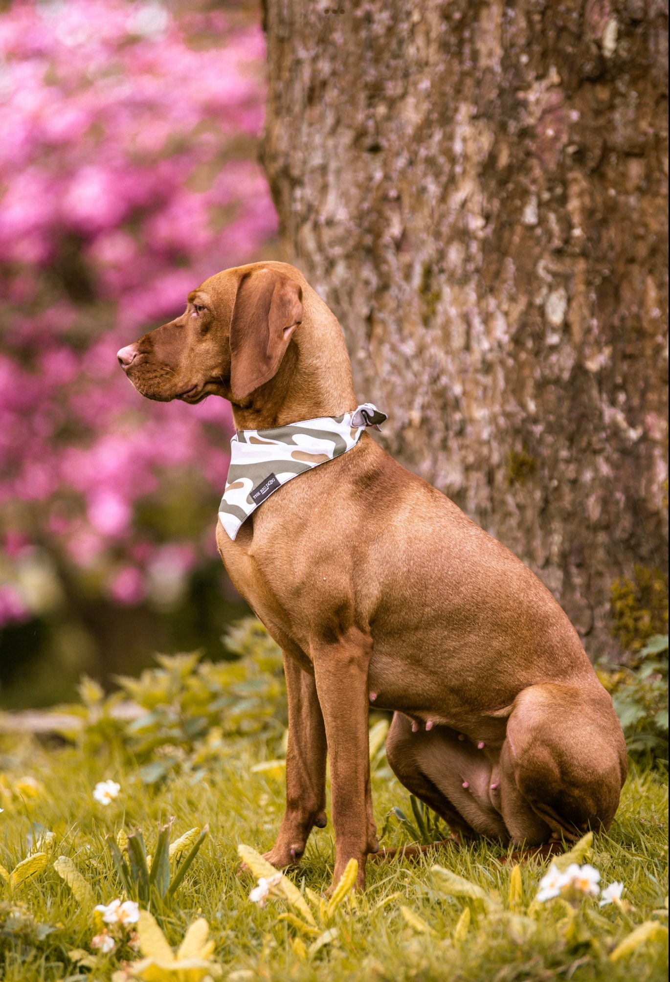 The Big Dog Company L UK Brand L Unique Design & Pattern L Dog Bandana