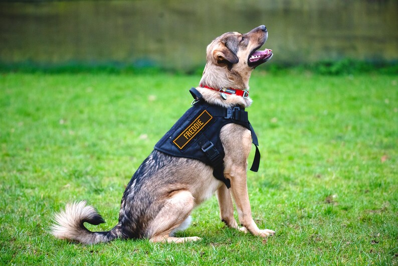 Custom Embroidered Dog Harness Patches Etsy