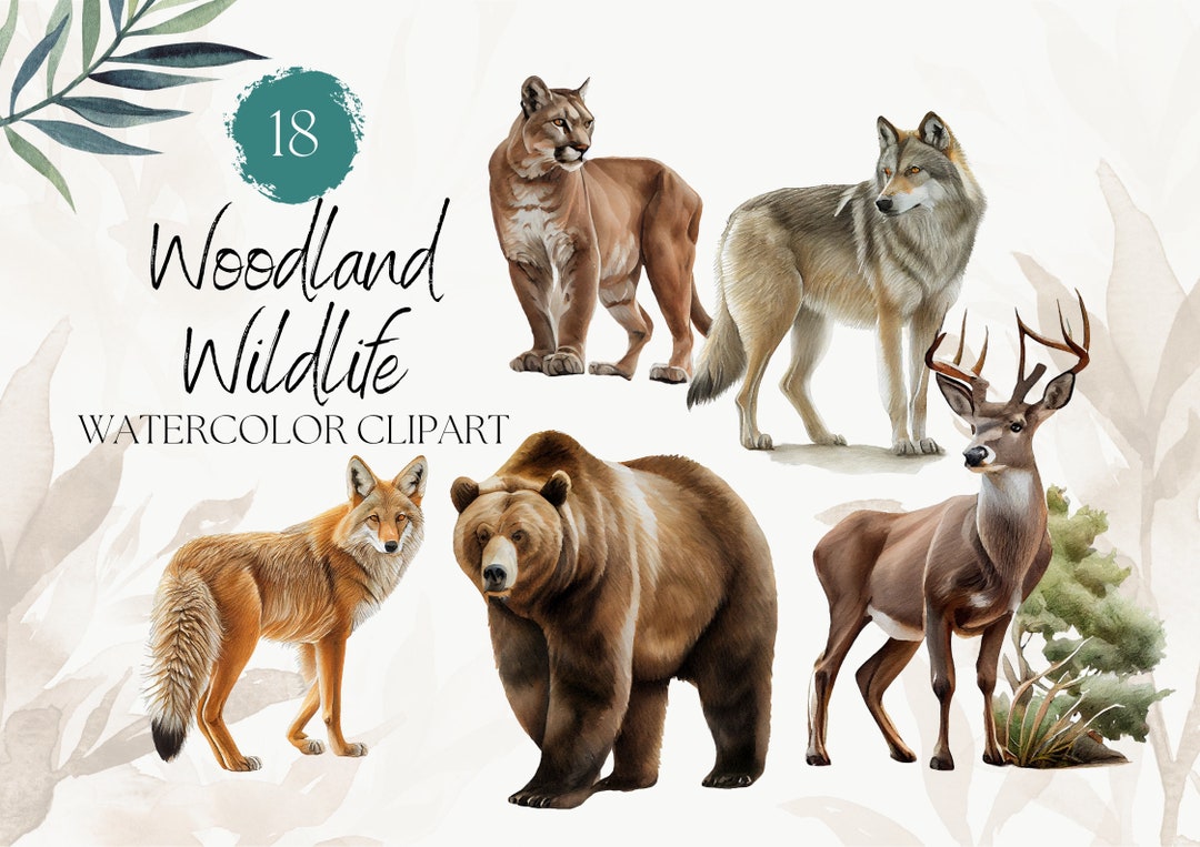18 Watercolor Woodland Wildlife Clipart - Hand Drawn - Watercolor ...