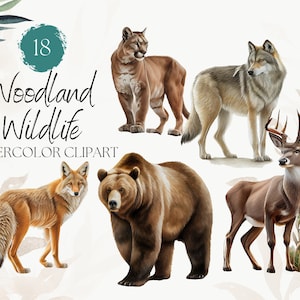 18 Aquarela Woodland Wildlife Clipart - Hand Drawn - Aquarela Digital PNG - Raposa, Veado, Urso, Lobo - Clipart de animal fofo, uso comercial
