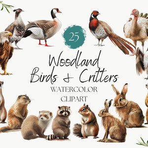 Conjunto de clipart de 25 pássaros e criaturas da floresta - desenhado à mão - aquarela digital PNG - águia doninha castor esquilo lontra - animais fofos clipart