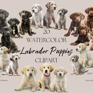 20 Labrador Retriever Puppies Clipart Set - Black - Chocolate - Yellow - Hand Drawn - Dog Breed - Watercolor Digital PNG - Cute Animals Pets