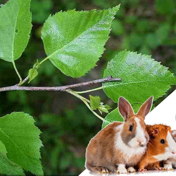 Birch Branches Etsy UK