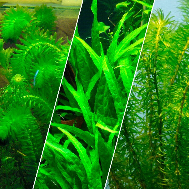 Assorted Coldwater Plants Lot of 10 Terra Cotta Pots Aquarium Plants Provide Natural Habitat