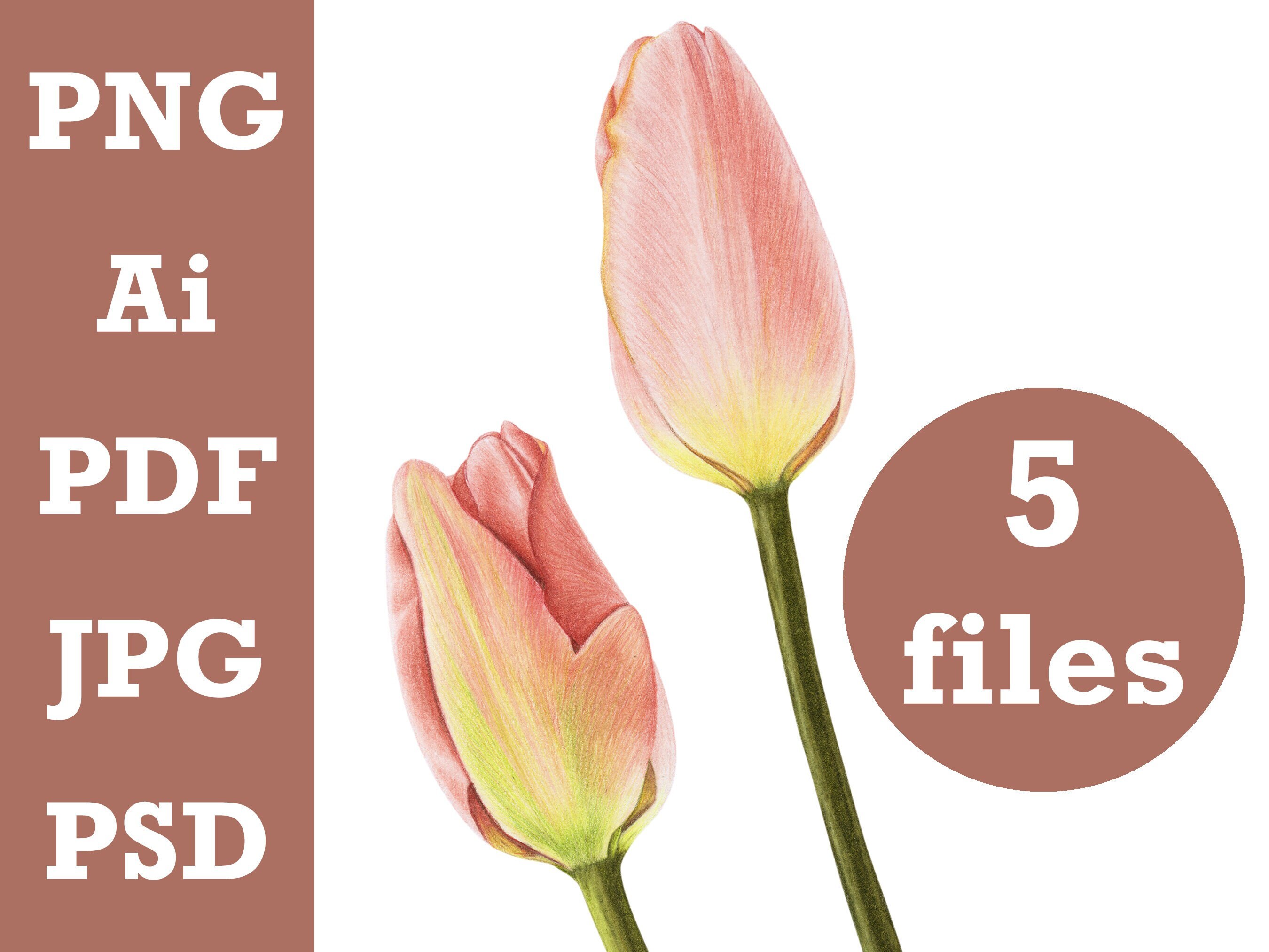 Pink Tulip Clip Art Real Touch Tulip Bulb Colored Pencil Etsy