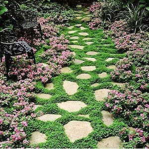 100 Dichondra Grass Seeds Ground Cover Zones 8-11