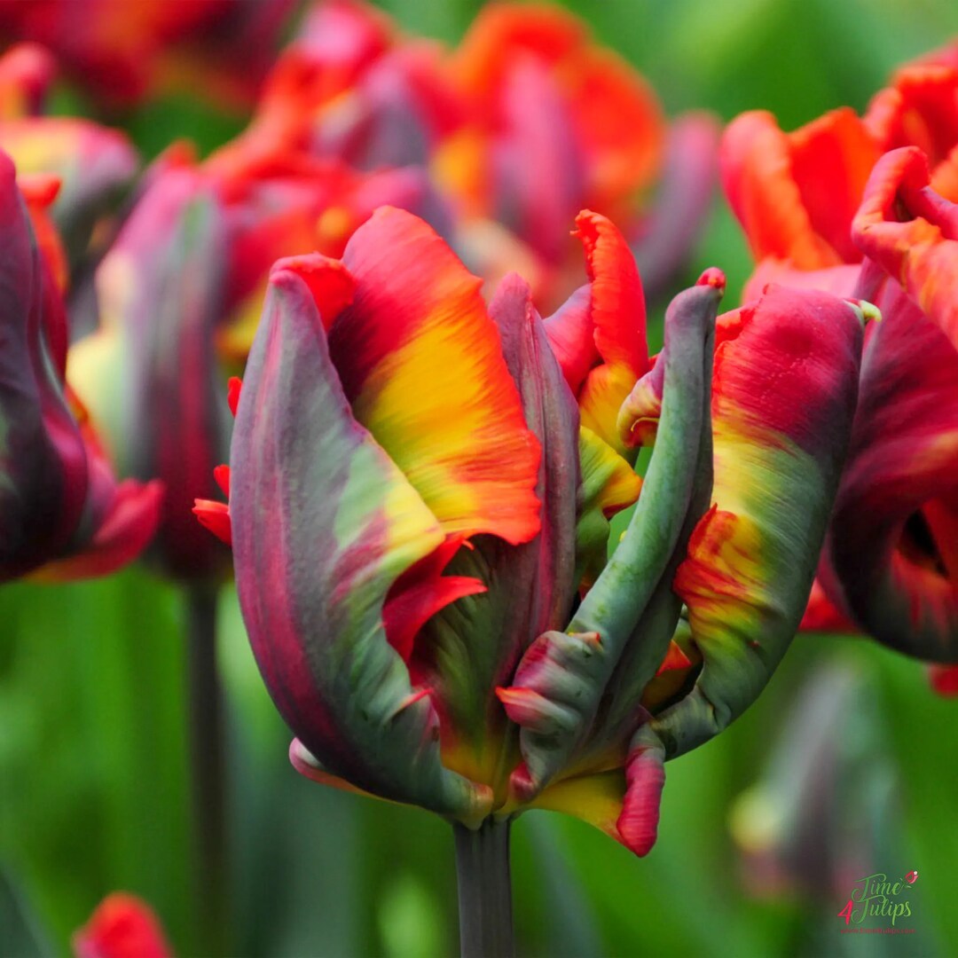 Rainbow Rasta Parrot Tulip Bulbs for Sale Etsy