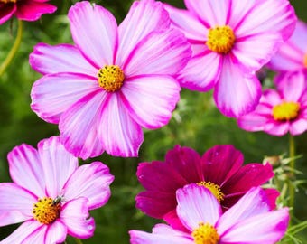 20+ Picotee Pink Cosmos Flower Seeds Summer Flowers