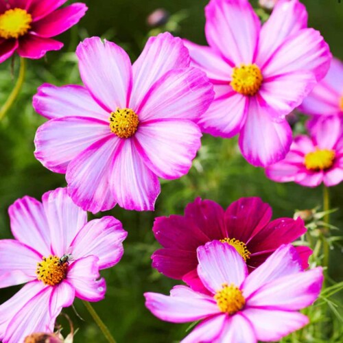フラワー　クロモス　120枚　a51 20+ Picotee Pink Cosmos Flower Seeds Summer Flowers - Etsy