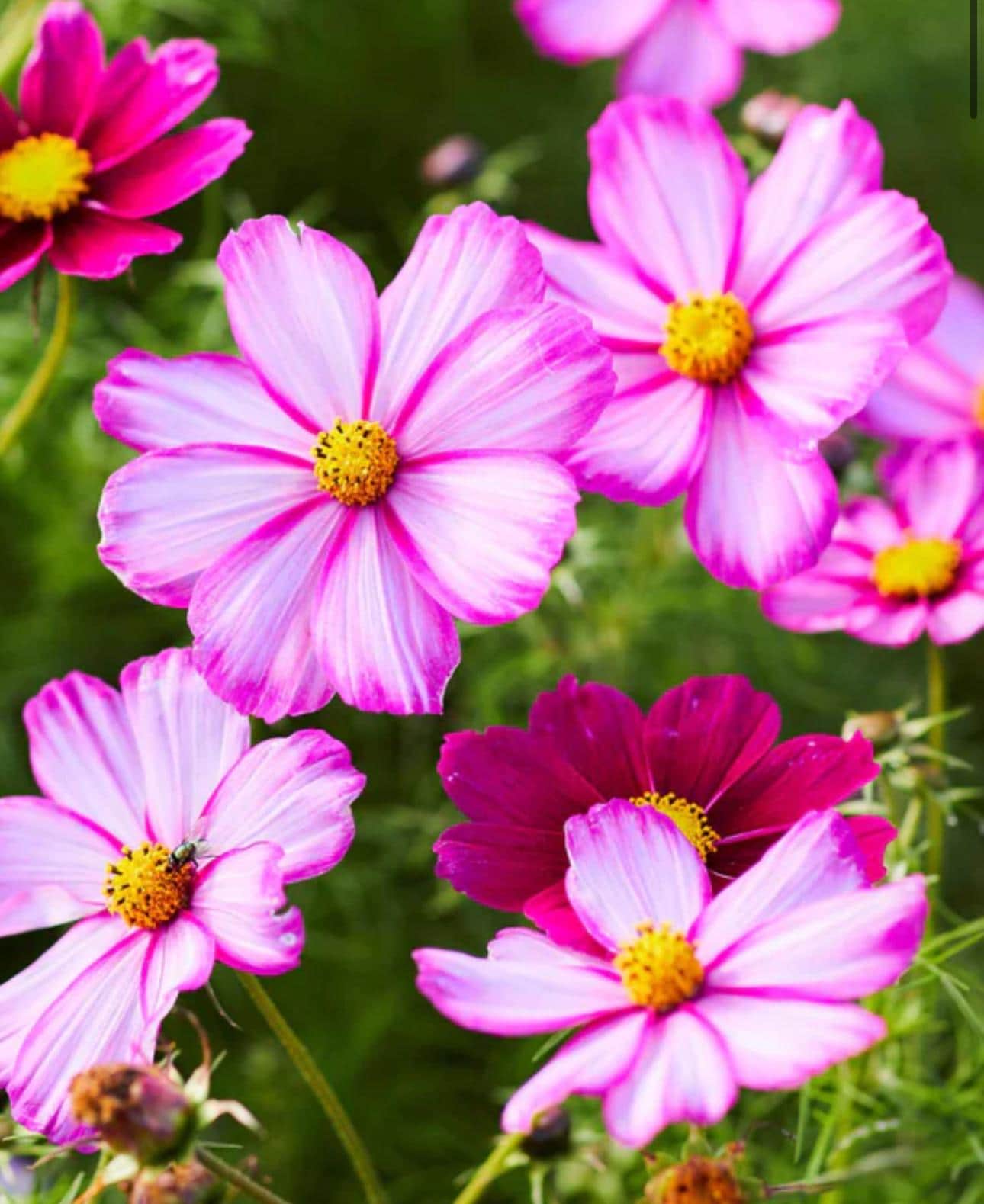 フラワー　クロモス　120枚　a51 20+ Picotee Pink Cosmos Flower Seeds Summer Flowers - Etsy