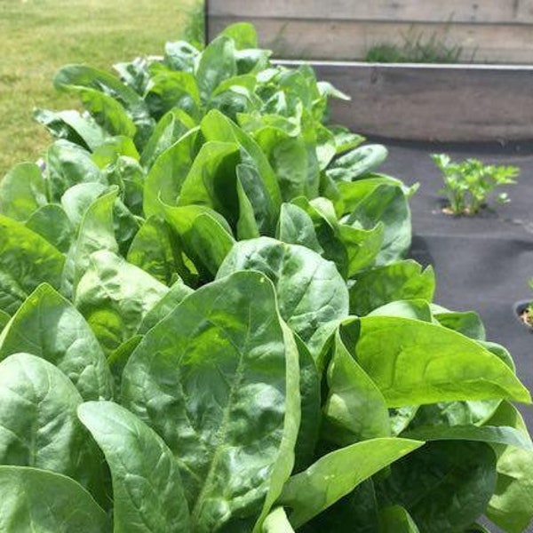 20+ Giant Noble Spinach Seeds Vegetable - Non GMO - Seed Vault Co - Organic Heirloom - Sealed Fresh Storage