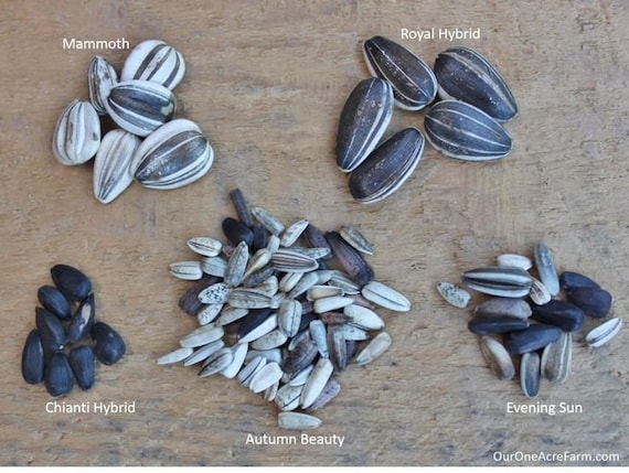 Just Crazy Furry Sunflower Seeds - Heirloom - Organic - Etsy