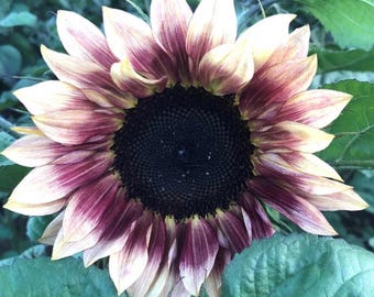 25 Pack - Purple Plum Sunflower Seeds - Heirloom - Organic