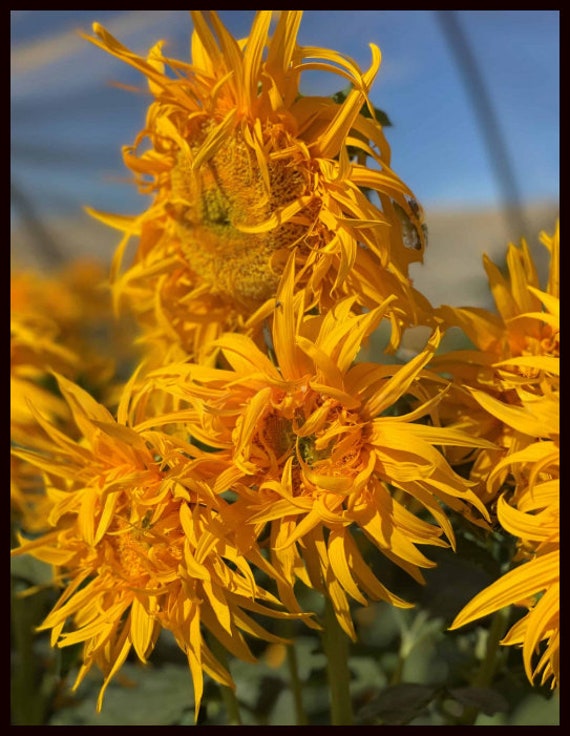 Just Crazy Furry Sunflower Seeds - Heirloom - Organic - Etsy