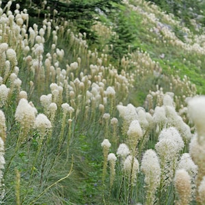 100 Bear Grass Seeds Zones 4-9