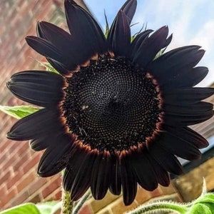 Black Beauty Sunflower Seeds - Heirloom - Organic