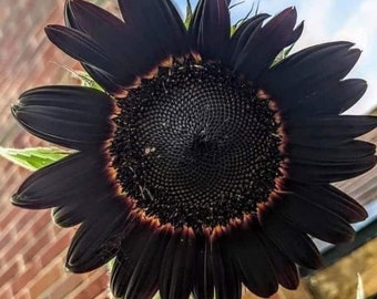 Black Beauty Sunflower Seeds - Heirloom - Organic