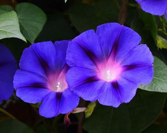 May include: Two vibrant blue morning glory flowers with dark purple veins and a white center. The flowers are in bloom and have a delicate, feminine appearance.