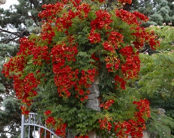 20+ Red Trumpet Vine Seeds