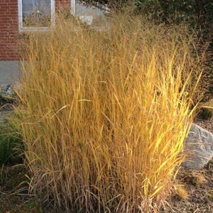 May include: A large clump of golden-brown ornamental grass growing in front of a brick building. The grass is tall and feathery, with a soft, wispy texture.