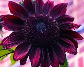 May include: A close-up of a dark red sunflower with a deep purple center. The sunflower is in focus, while the background is blurred.