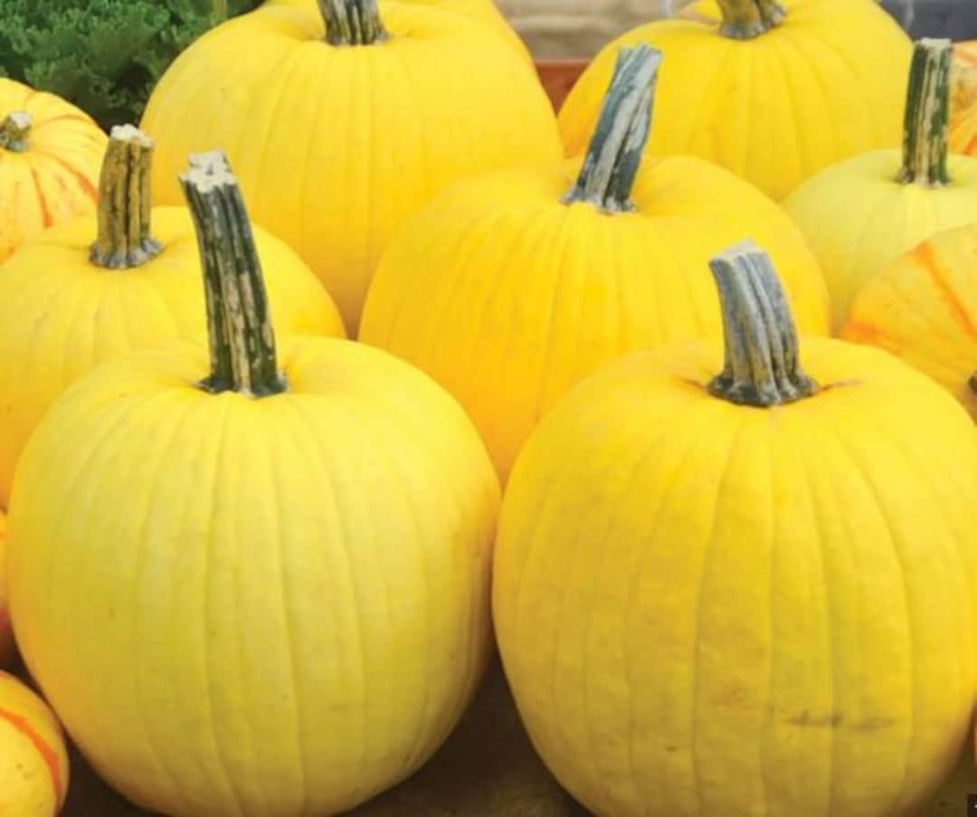 10 Mellow Yellow Pumpkin Seeds Non gmo Organic Stacker Home Decor Etsy 10-mellow-yellow-pumpkin-seeds-non-gmo-organic-stacker-home-decor-etsy
