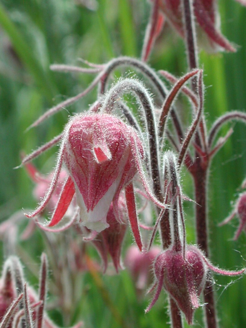 20 prairie smoke perennial flower seeds cherry drop etsy