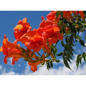 20+ Orange Trumpet Vine Seeds