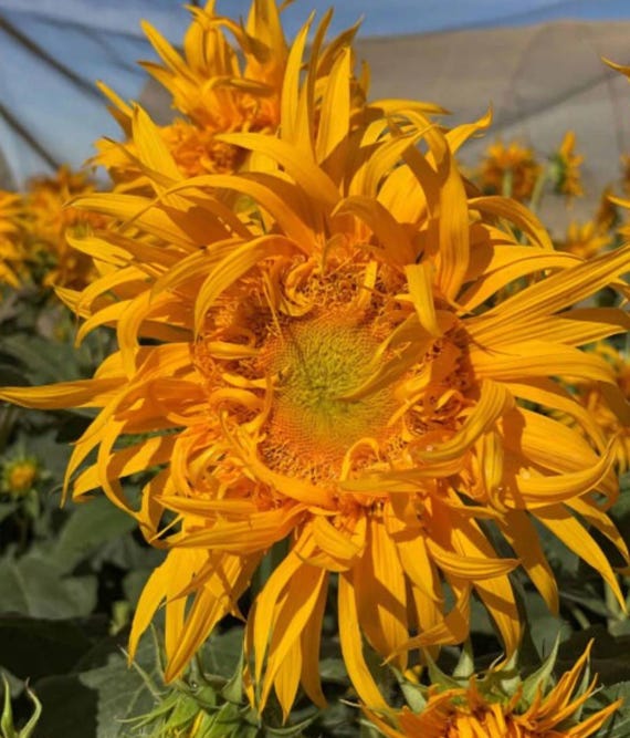 Just Crazy Furry Sunflower Seeds - Heirloom - Organic - Etsy