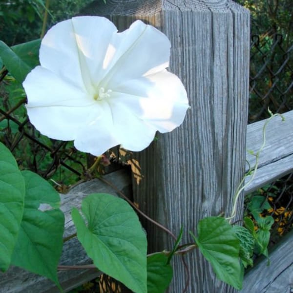 15+ Moonflower Giant White Morning Glory Flower Vine Seeds Flowers