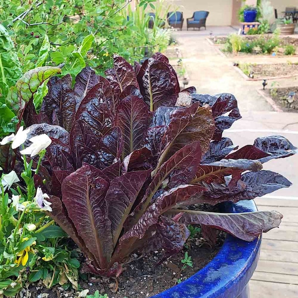 20+ Red Romaine Spinach Seeds Vegetable - Non GMO - Seed Vault Co - Organic Heirloom - Sealed Fresh Storage